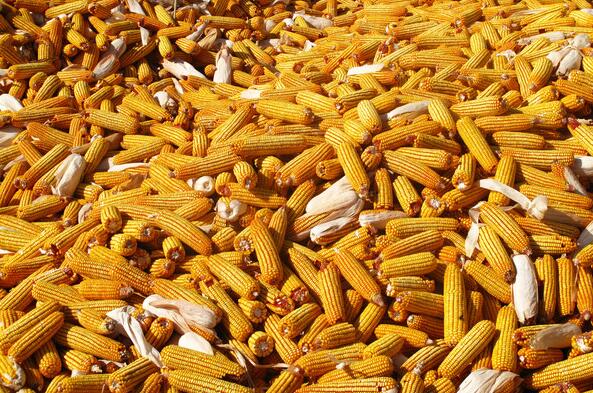 同江市大型粮食购销中心 农家自种当地玉米批发