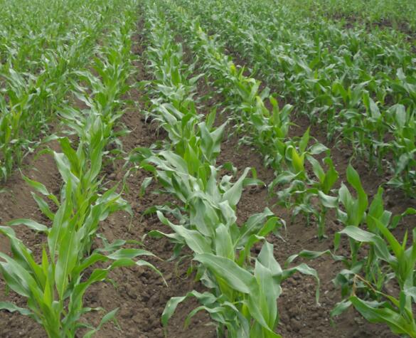 佳木斯同江市粮食种植基地 优质玉米常年现货