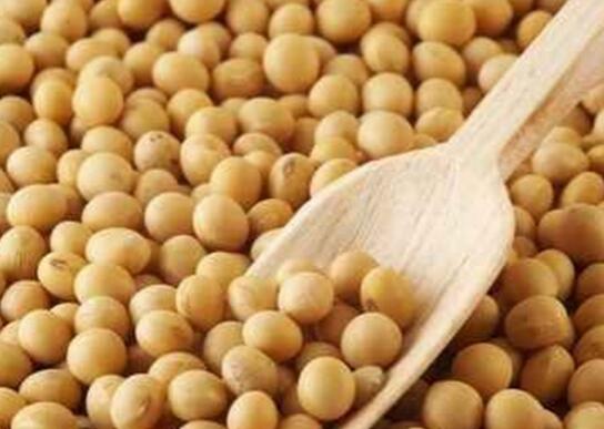 黑龙江同江市粮食种植合作社 大豆常年出售