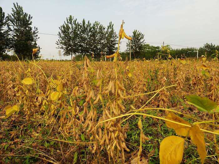 富锦市大型粮食种植合作社 大豆黄豆常年供货