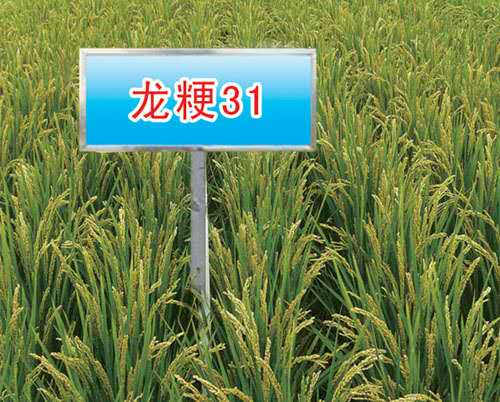 佳木斯富锦市龙粳31水稻经销 **水稻大量现货