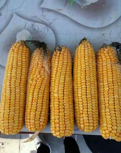 富锦玉米供货厂家 特级优质品种玉米