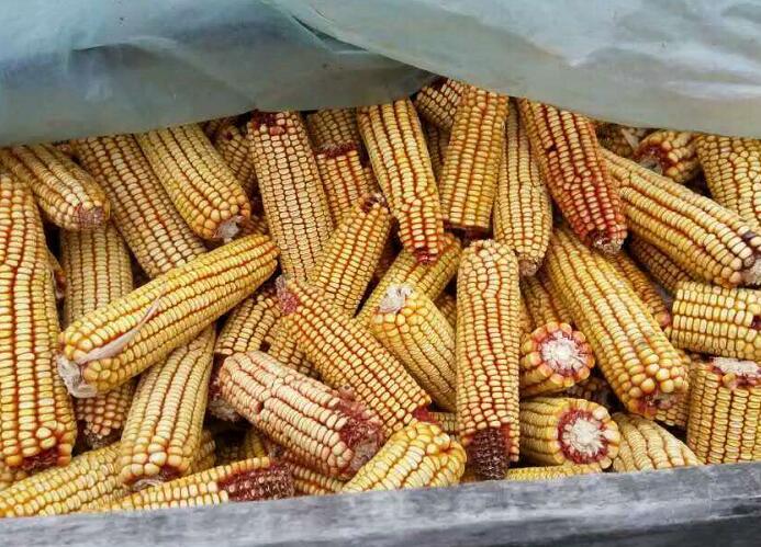 供应黑龙江特产黄玉米 富锦市农家自种玉米批发厂家