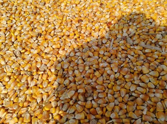 汤原县合作社新货玉米批发 低价供应天然玉米现货