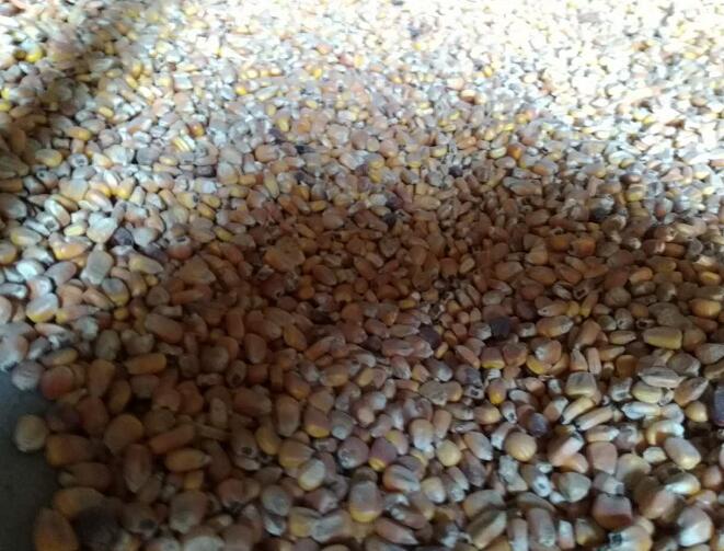 汤原县玉米批发市场 非转基因玉米产地直销