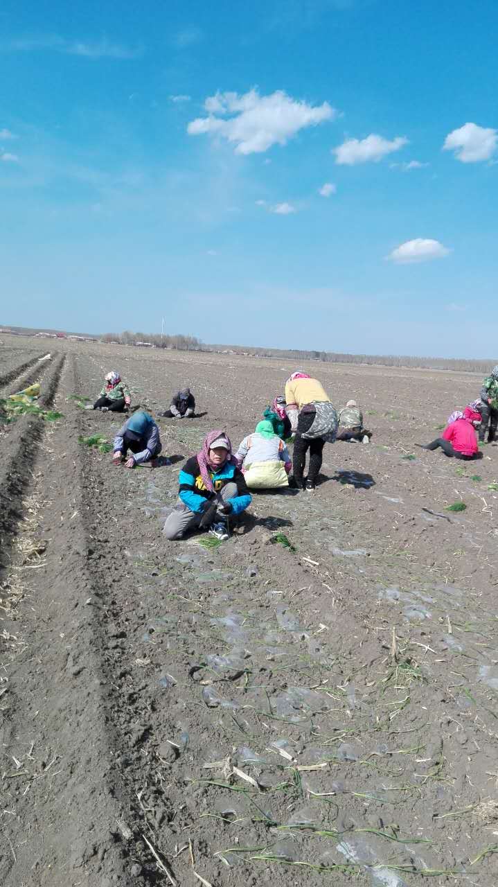 齐齐哈尔市梅里斯达斡尔族区喜民玉米种植专业合作社