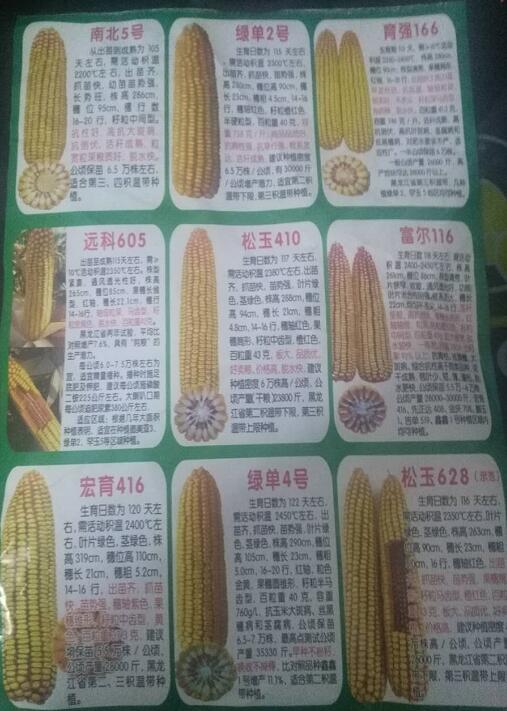 鸡西鸡东县玉米种植基地 先达205玉米大量现货