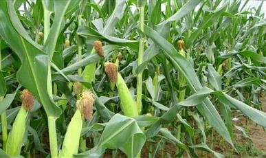 富裕县周沿玉米种植专业合作社