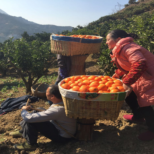 宜昌秭归订购血橙脐橙 种植基地