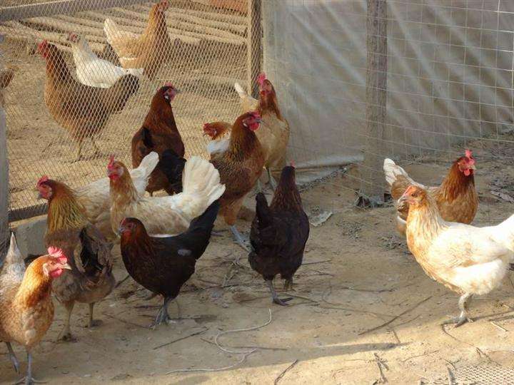 廊坊市柴鸡养殖价格
