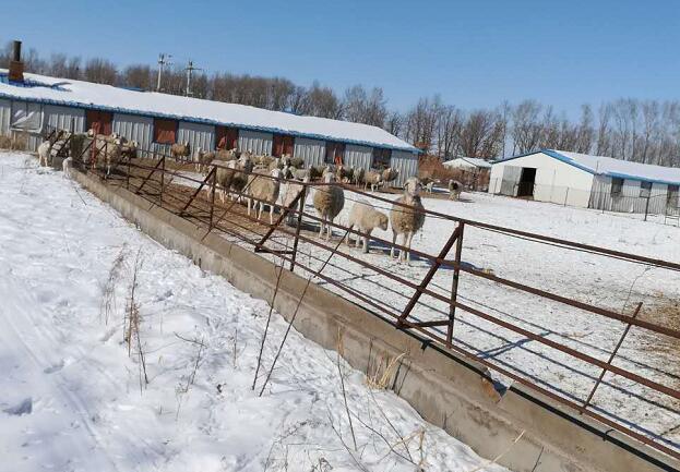 绥滨县绵羊饲养厂家 优良品种绵羊常年出售