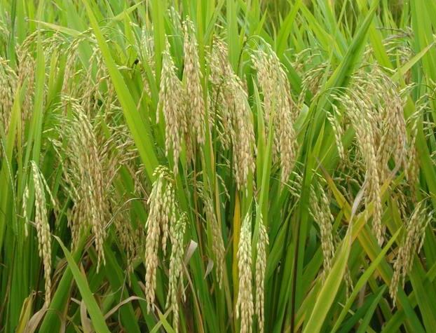 抚远县大型水稻大米加工厂