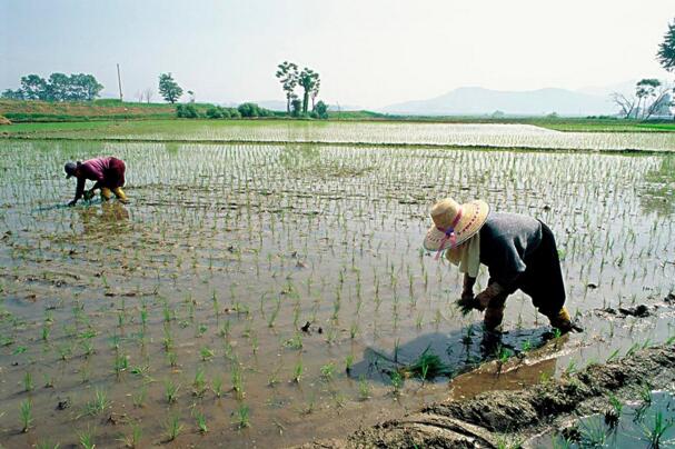 佳木斯抚远县**水稻种植 专业稻米加工厂