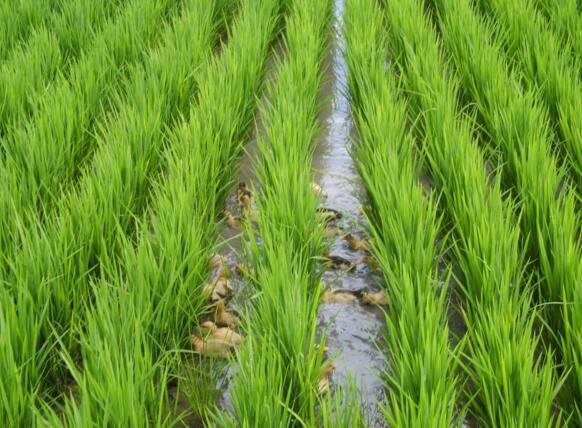 抚远县优良品种水稻种植基地