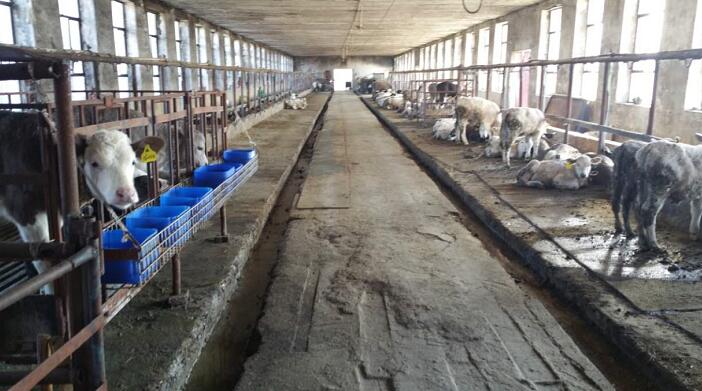 虎林市专业技术奶牛养殖原奶产销