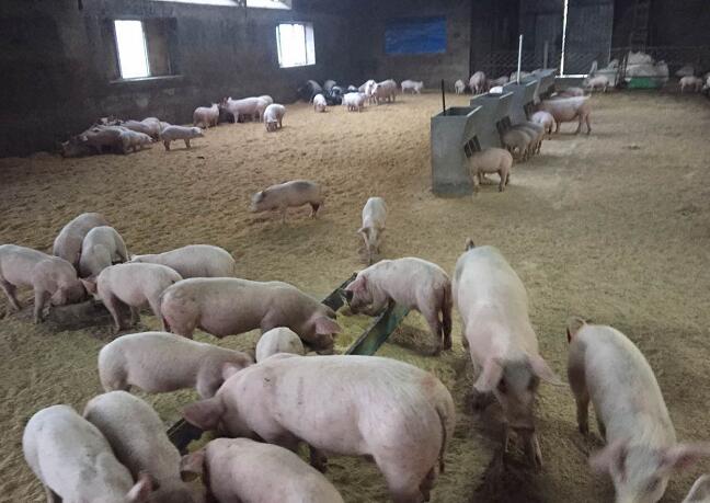 虎林生猪养殖场 优质生猪仔猪供货商