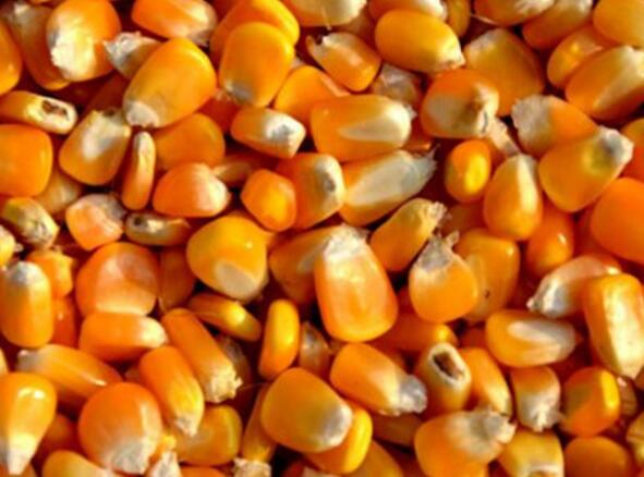 木兰县粮食贸易公司 玉米收购 销售