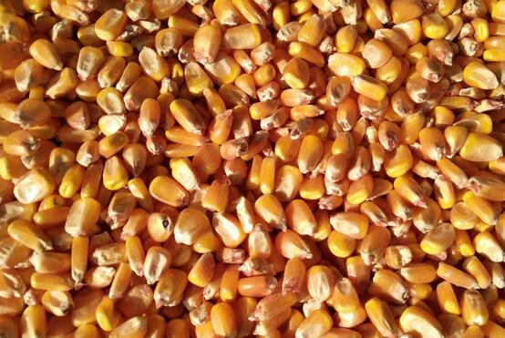 木兰县专业粮食玉米购销站 无添加玉米