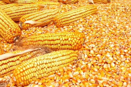 木兰县大型粮贸中心 专业玉米购销