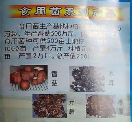 通河县食用菌生产种植基地 香菇元蘑榛蘑