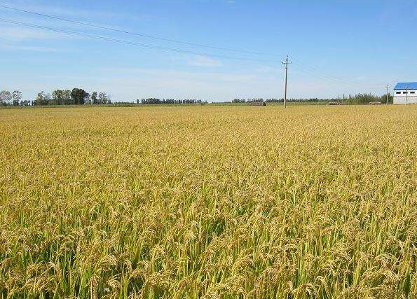 延寿县**水稻种植基地 长期供应大米