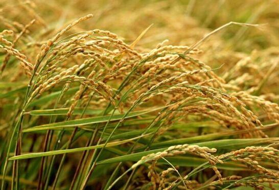 延寿县生态种植水稻现货