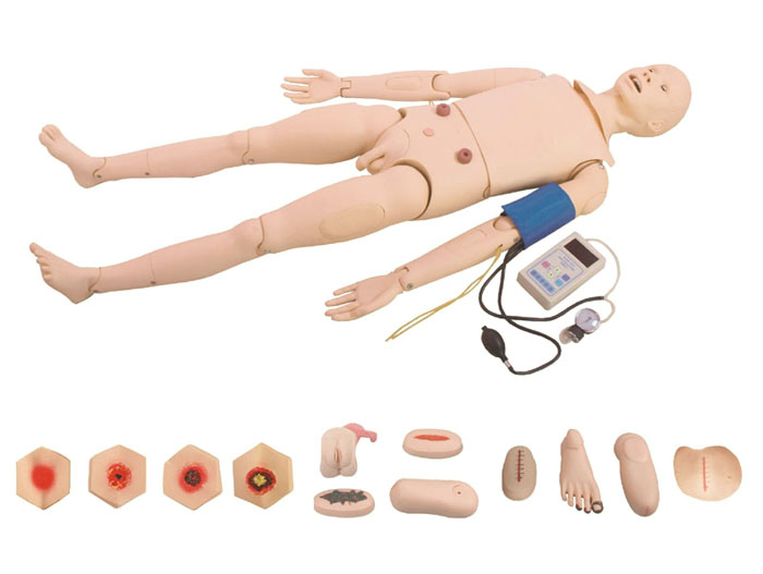 QS-A10004透明半身躯干附内脏模型 人体解剖模型