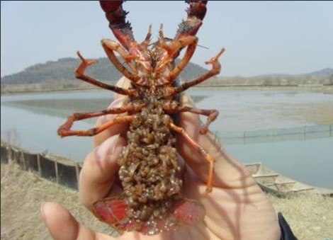 龙虾苗多少斤一斤有龙虾苗现在龙虾苗价格龙虾苗批发包成活包回收