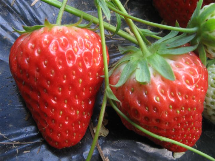 四川草莓苗,天回镇草莓苗选价格,农游天下农业开发