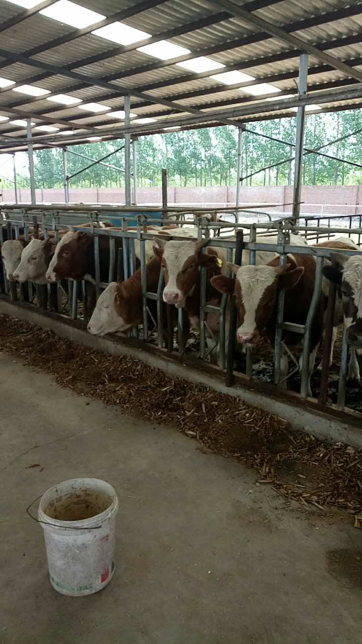 唐山市奶牛养殖业专业
