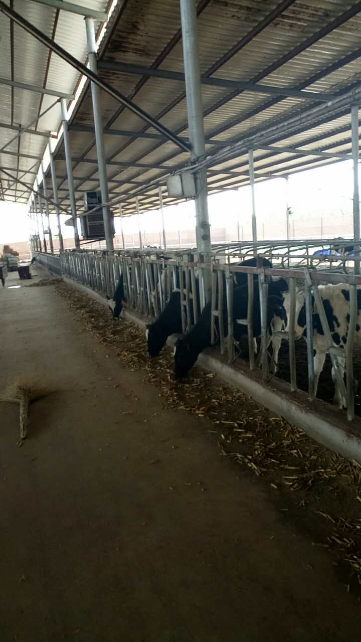 唐山市农民专业合作社介绍牛的饲养方式