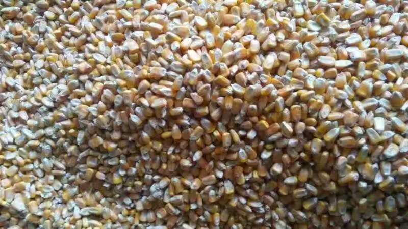 黑龙江省玉米批发销售找哪家，黑龙江精品玉米供应价格