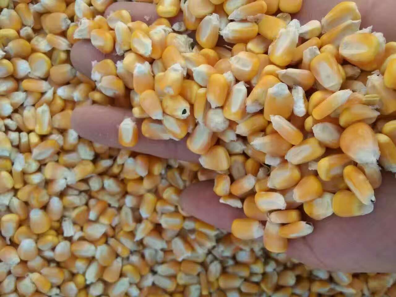 黑龙江大庆市优质玉米销售批发，黑龙江精品干玉米找哪家