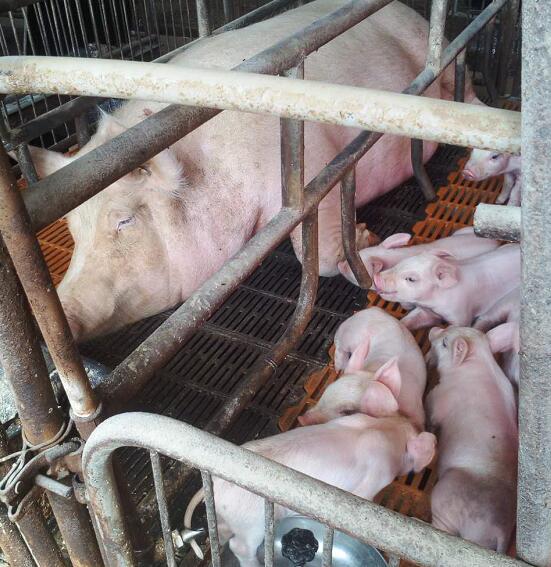 珲春市肉猪养殖场在哪