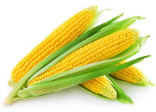 虎林市八五四农场优良品种玉米