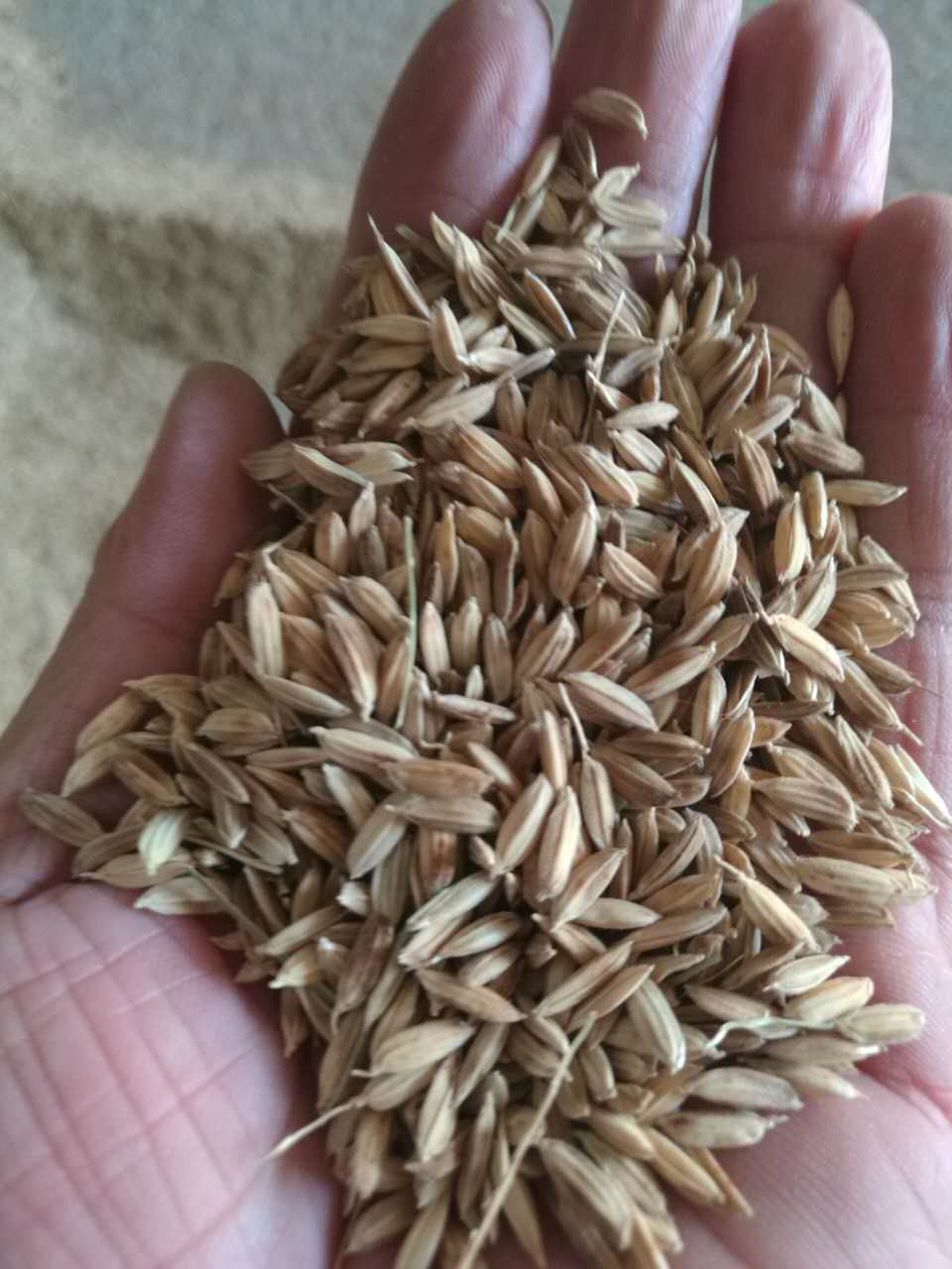 东北水稻优质大米生产厂家，黑龙江大米优质水稻价格