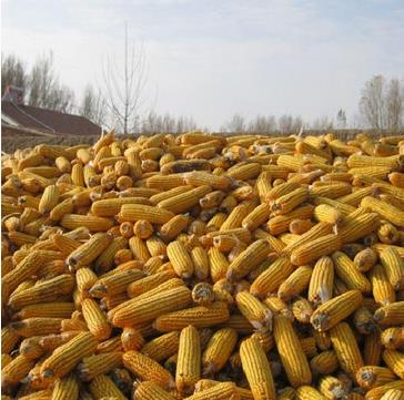 嘉荫县优质玉米收购价格多少