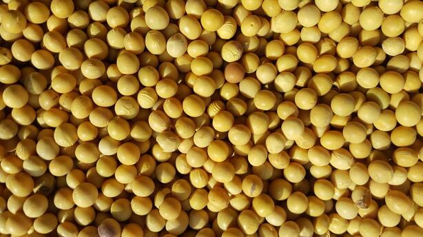 绥化专业粮贸优质黄豆收购价格