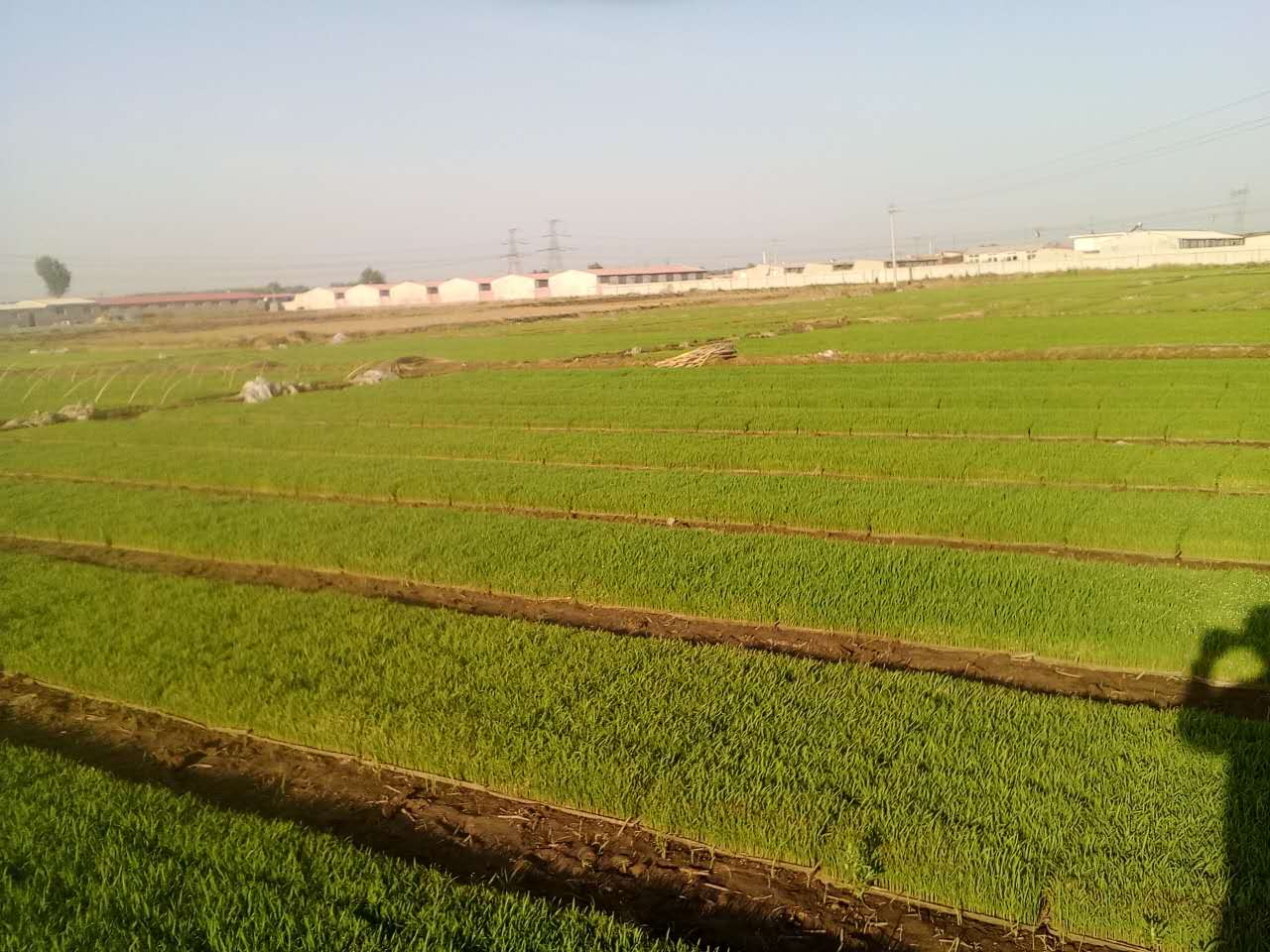 河北省水稻种植专业