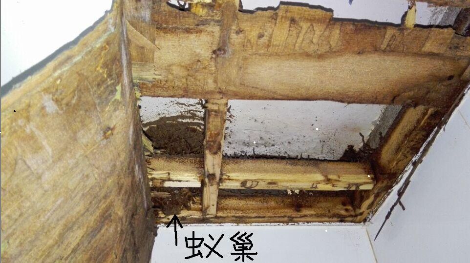 广州室内防灭治老鼠蚊子蟑螂免费上门检测甲醛服务公司