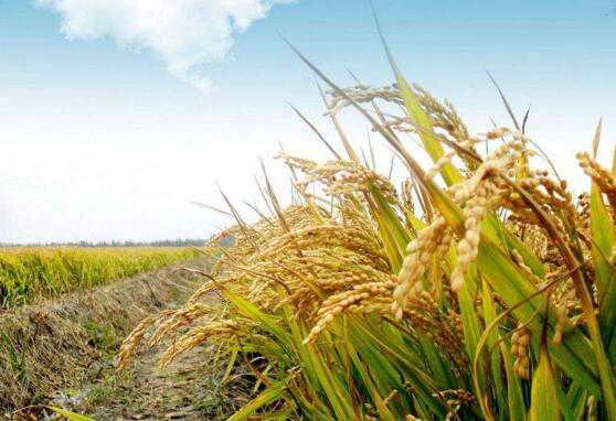 黑龙江密山市专业绿色水稻种植销售