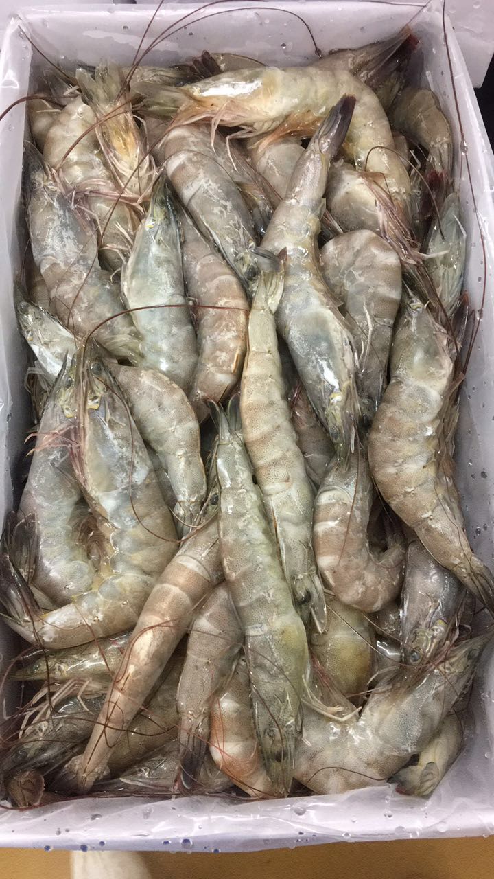马来西亚进口活冻南美白虾