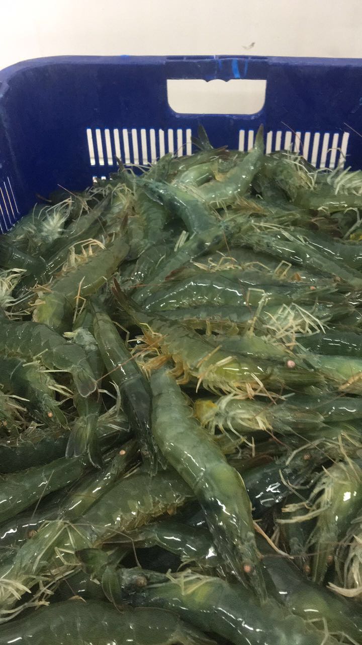 马来西亚进口冷冻**翡翠虾