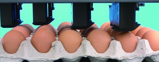 临沂鸡蛋喷码机整盘鸡蛋打码机