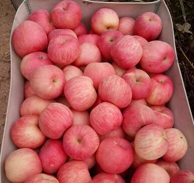山东冷库红富士苹果批发价格 山东苹果产地直销 冷库苹果大量供应