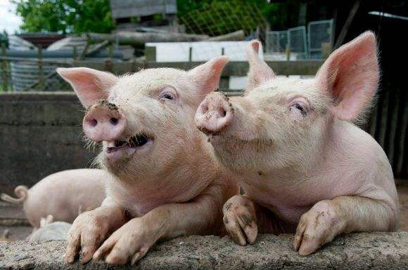 洋县宸丰养殖场家猪价格是多少，洋县宸丰养殖场家猪的优点是什么