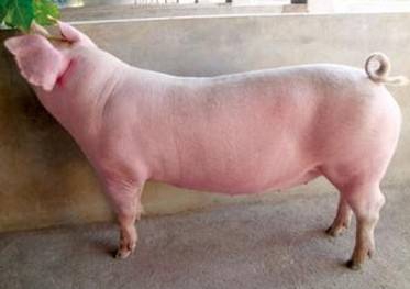 洋县宸丰养殖场大白猪价格是多少，洋县宸丰养殖场大白猪品种有哪些