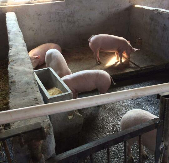 绥芬河生猪养殖选哪家 黑龙江养殖价格 黑龙江养猪专业户