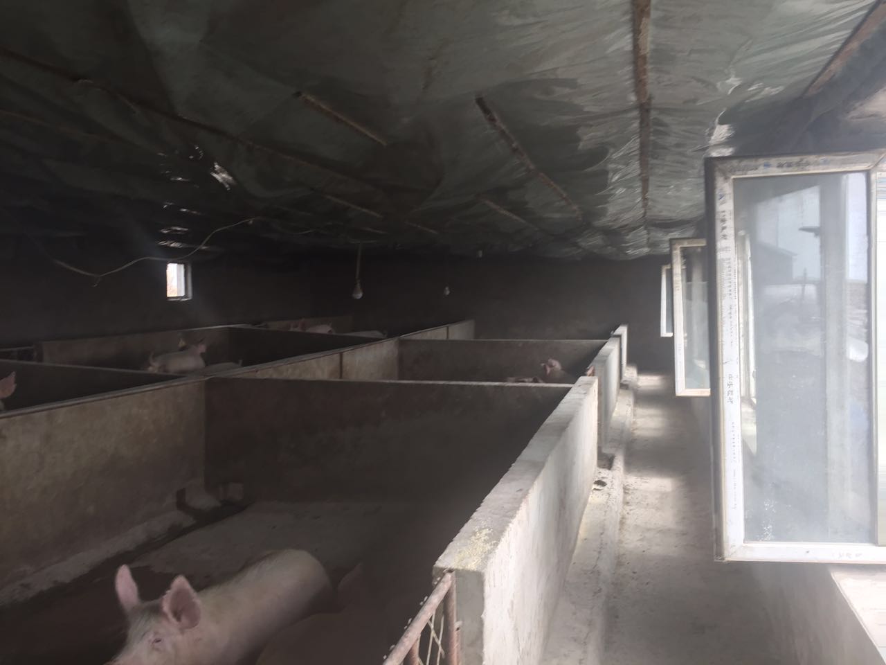 黑龙江大庆生猪供应销售价格，黑龙江齐齐哈尔肉猪养殖场