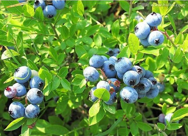 敦化蓝莓 绿色种植 无污染新鲜蓝莓